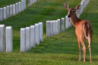 Arlington, National Cemetery - 22 août 2018